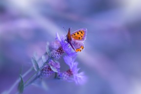 九游用户空间-斯洛伐克女篮在欧洲锦标赛中击败强敌，展现新势力，斯洛伐克欧洲杯