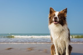 九游娱乐(jiuyou)官方网站-美国队接力发挥稳定赢得国际赞誉，美国队接力发挥稳定赢得国际赞誉的是谁