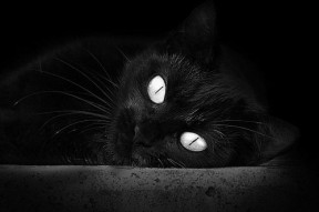 九游app官网下载-弗朗索瓦·霍尔茨豪伊泽：南非队的战术核心，快速反击与传球无缝对接