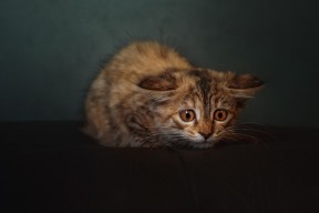 九游-国家队训练营选拔机制优化多渠道发掘年轻篮球人才，国家队篮球训练计划