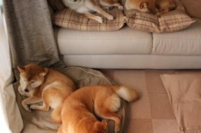 -美国队在国际乒联混合团体世界杯中的成绩与亮点，美国乒乓国家队