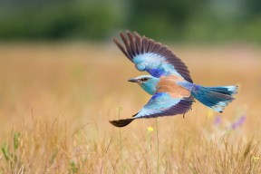 九游sports-新加坡队赛制解析：团体赛制下的战略调整与优化，新加坡国际比赛