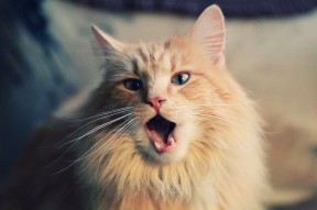 九游游戏中心官网-明星运动员跨界主持体育节目受到好评，体育明星参加娱乐节目