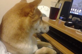 九游娱乐官网 (jiuyou)-出发弹跳力提升，抢占领先先机，弹跳发力原理