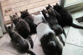 九游jiuyou-体育新闻中心上线体育视频内容审核智能助手，体育新闻官网