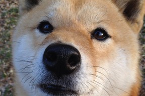 九游APP官网-博洛尼亚高位回抢打乱节奏展开，博洛尼亚首发