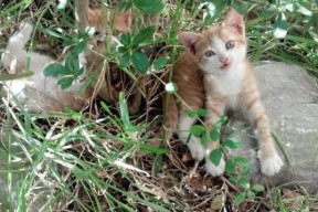 -奥斯马尔·奥尔韦拉赛场表现获教练肯定，奥马尔 奥尔蒂斯