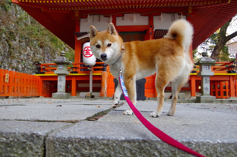“运动舞蹈:金牛区城北体育馆上演炫目舞步,观众们为舞者们热血沸腾”