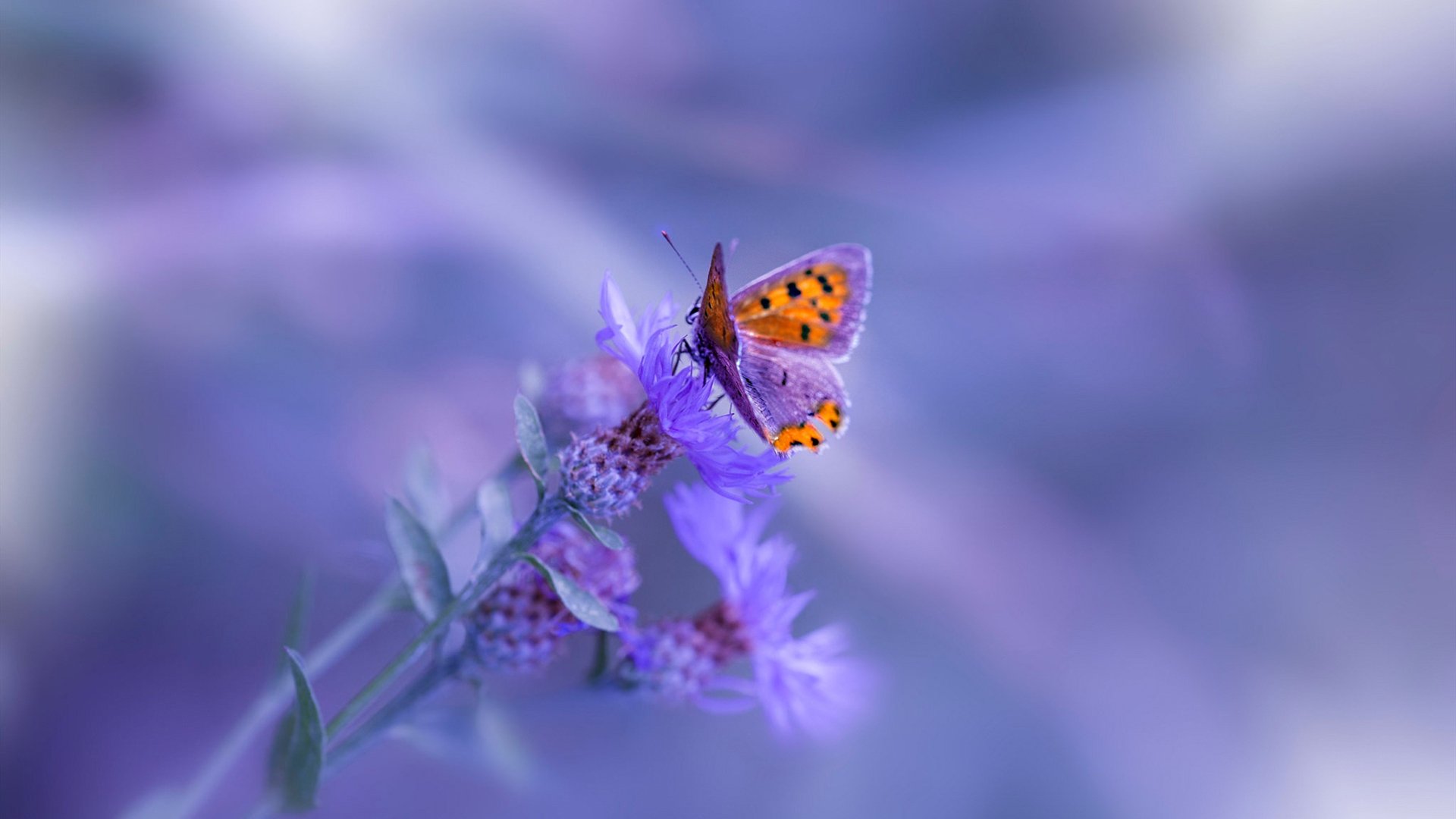 五大联赛失误导致失球频率是否集中于高压期,球队失分