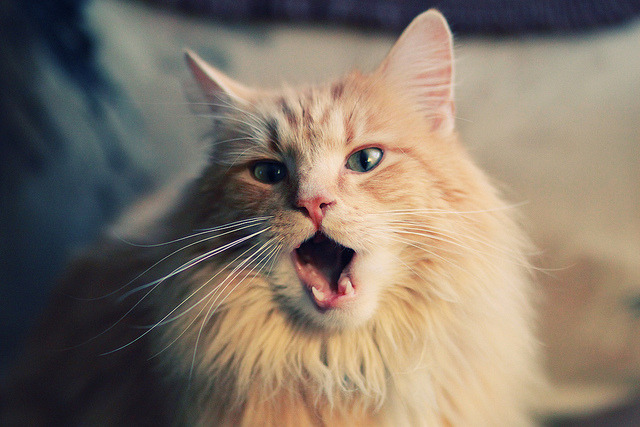 明星运动员跨界主持体育节目受到好评,体育明星参加娱乐节目