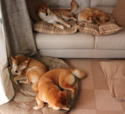 美国队在国际乒联混合团体世界杯中的成绩与亮点,美国乒乓国家队