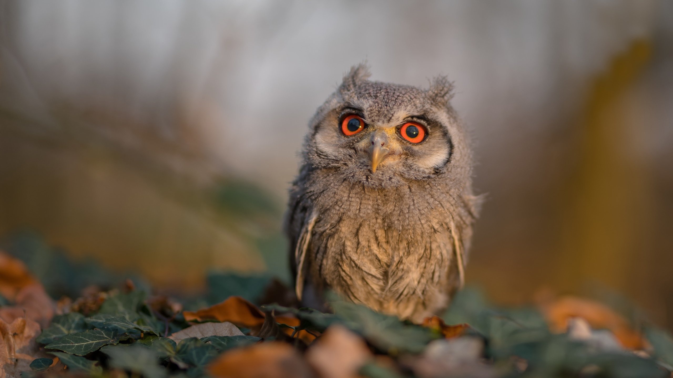 世界杯精彩四射:场上场下激情无限,世界杯精彩过人