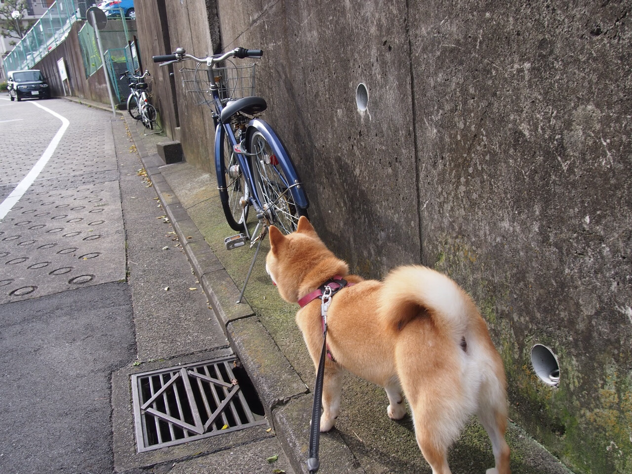 乌拉圭男篮在南美锦标赛中实力崛起,体育影响力不断提升,乌拉圭 男篮