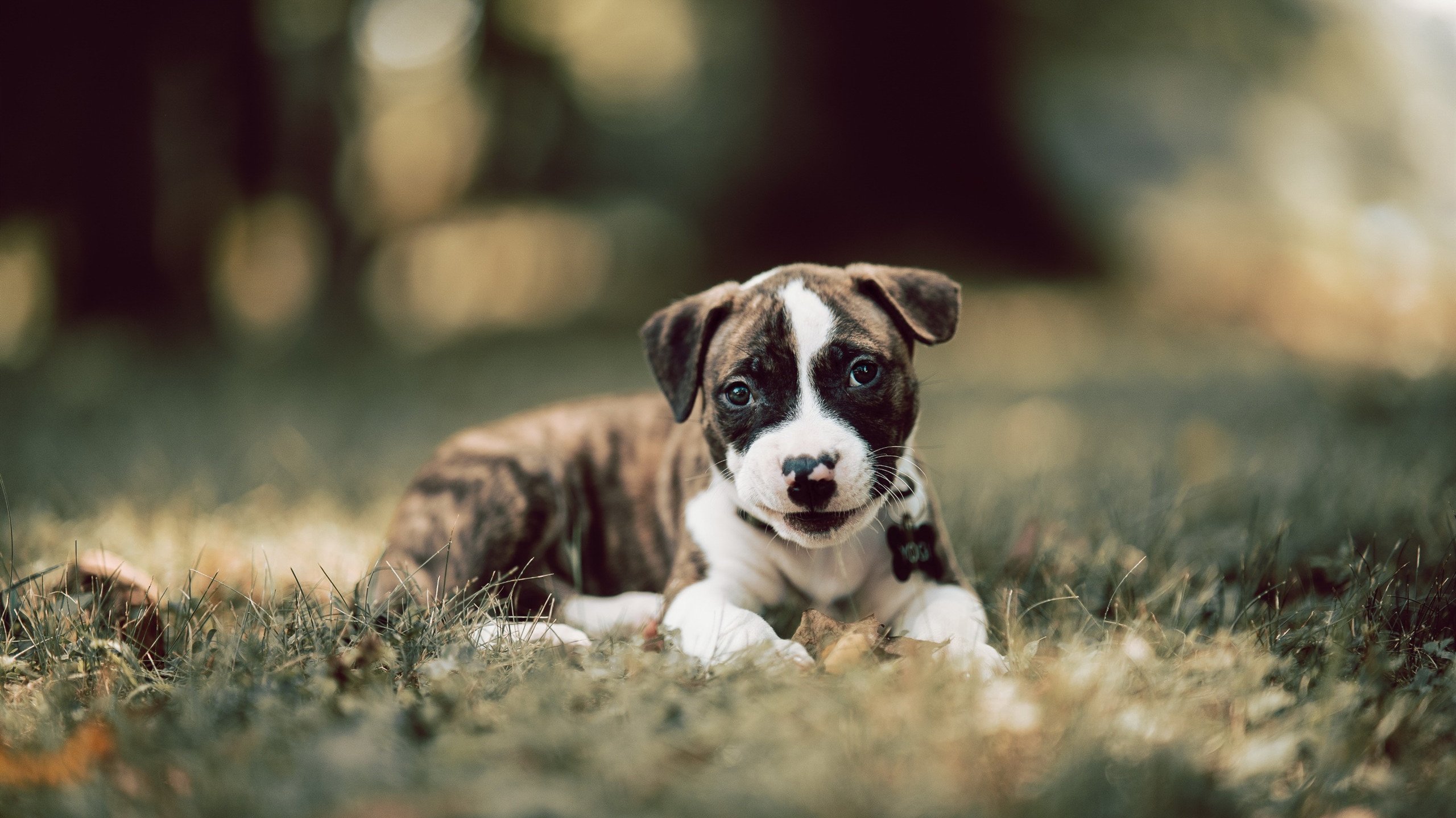 南非男子仰泳节奏稳定,男子仰泳比赛视频