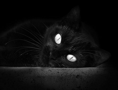 弗朗索瓦·霍尔茨豪伊泽:南非队的战术核心,快速反击与传球无缝对接