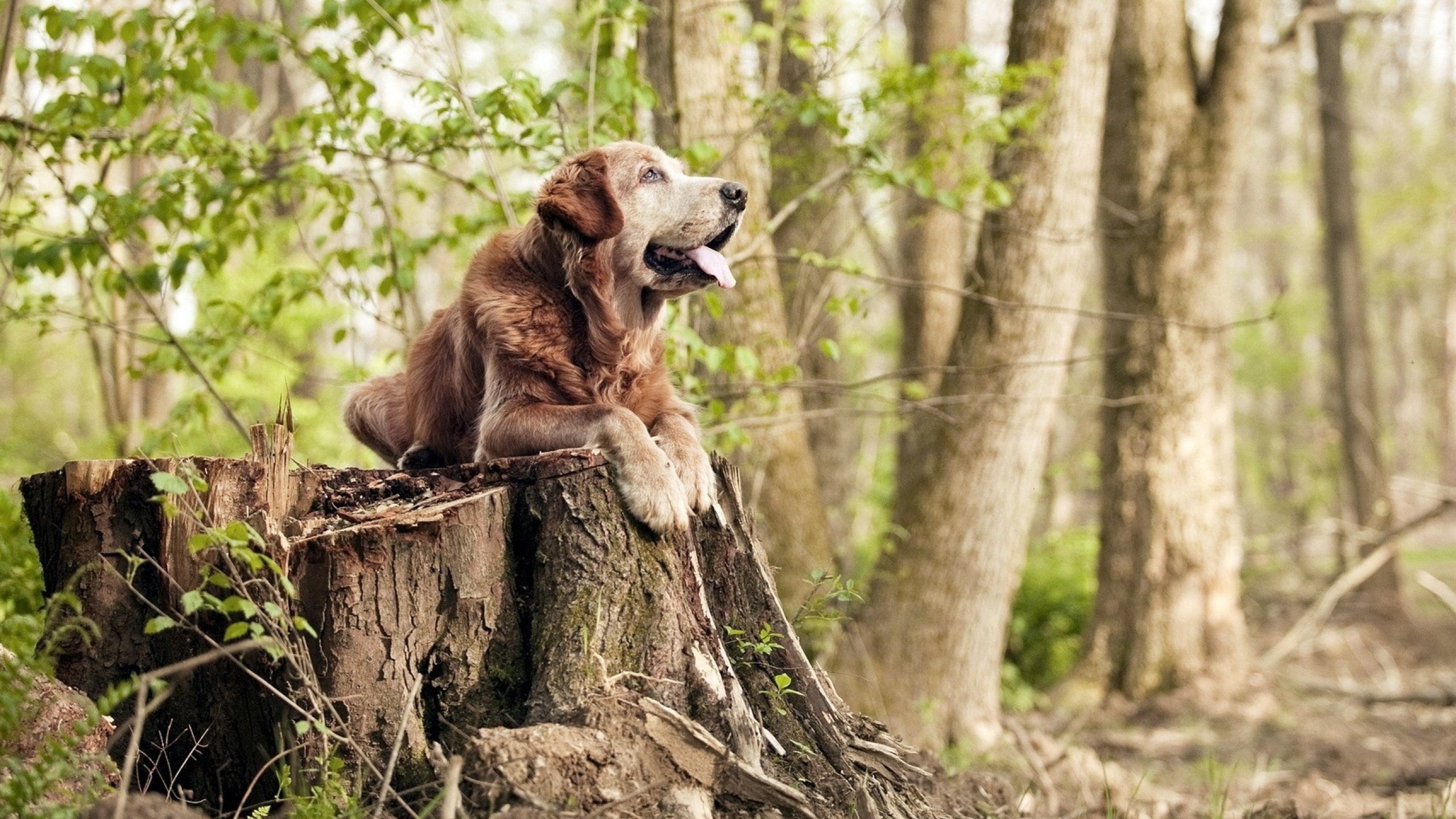 技术训练体系朝规范化、专业化推进,技术训练的要求